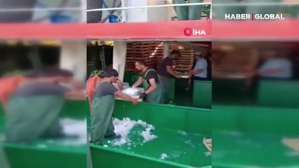 Karadeniz bereketi! Kasa kasa dönüyorlar: Vatandaşlarımız uygun ve taze balık yiyecekler