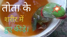 तोता के शरीर में हुए कीड़े // तोता को कैसे बचाया जाए इसमें देखें