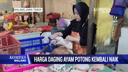 Sempat Turun,Harga Daging Ayam Potong Kembali Naik