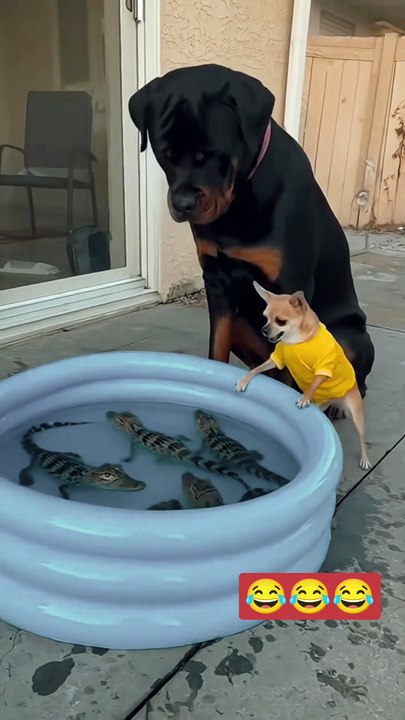 Dog 🐕 With crocodile 🐊