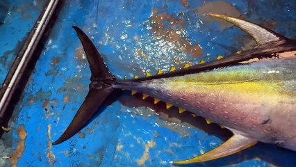 Gulf Waves & Giant Fish — A Premium Deep-Sea Hunt Begins