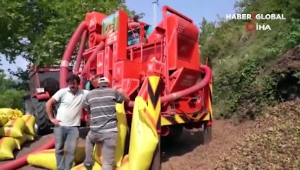 Ordu değil Tokat'ta yetişiyor, görenleri şaşırtıyor!