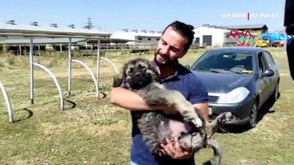 Coğrafi işaretli Kars çoban köpeğini için çalışma başlatıldı!