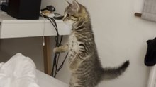 Cute moment shows kitten standing tall on two paws with perfect balance