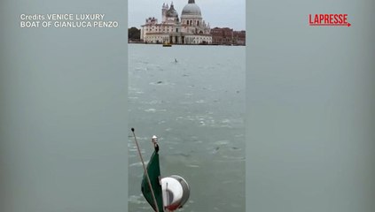 Venezia, le acrobazie del delfino Mimmo in laguna