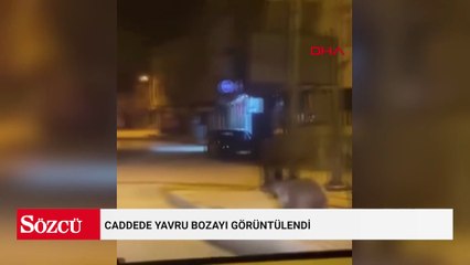 Caddede yavru bozayı görüntülendi