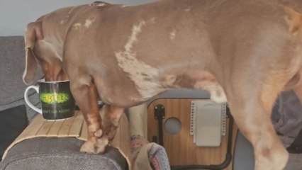 Pet dachshund accidentally spills tea off chair arm and attempts to help with cleanup