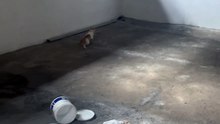 Real-life Tom and Jerry moment unfolds as cat energetically chases mouse across the room
