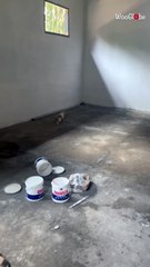 Real-life Tom and Jerry moment unfolds as cat energetically chases mouse across the room