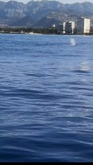 whale sightings in the sea