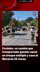 Córdoba: un camión que transportaba ganado causó un choque múltiple y caos al liberarse 23 vacas.