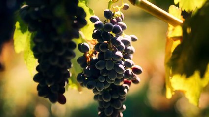 Knife Edge Chasing Michelin Stars Season 1 Episode 7