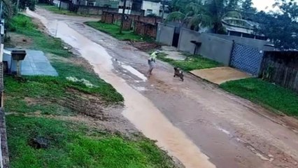 Câmera flagra pitbulls atacando idoso no meio da rua após fugirem de casa