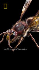 En Asturias acaba de aparecer una avispa que nunca habíamos visto en España