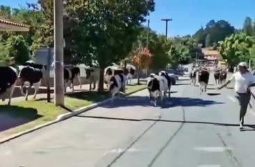 Caos en la ruta: un camión perdió los frenos, chocó y 23 vacas quedaron sueltas en una ruta29