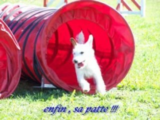 Bienvenue chez les moutons