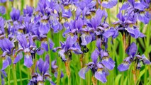 10 Mistakes To Avoid When Growing An Iris Garden