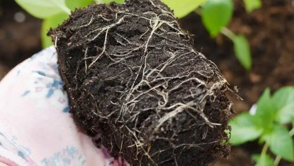 9 Gardening Tips That Can Save Your Vegetable Garden From Root Rot