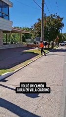 Caos en Villa Giardino, Córdoba: 23 vacas sueltas tras el vuelco de un camión en la Ruta 38