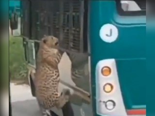 Schock auf Safari: Plötzlich greift ein Leopard an