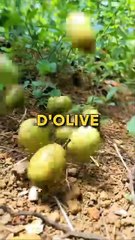 Combien d'olives dans un pot d'olive ?