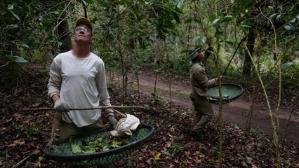 Desde açaí, hasta hostias: estos son los productos ahora (casi) libres de arancel en EE. UU.