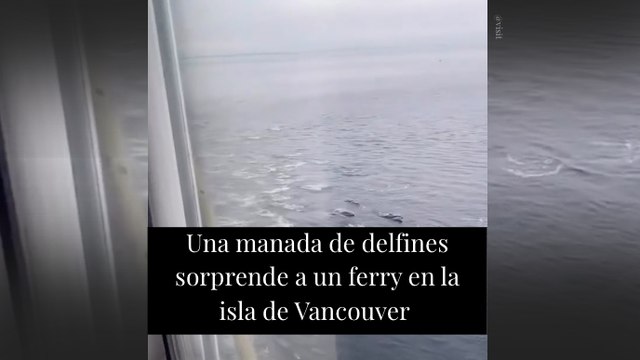 Una manada de delfines sorprende a un ferry en la isla de Vancouver