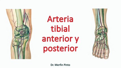 Arteria tibial anterior y posterior #elcuerpoymas #salud #medicina #Anatomia