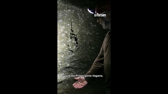 106 m2 : voici la plus grande toile d’araignée au monde