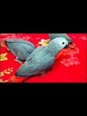 African Grey Macaw Parrot Baby