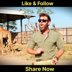 Vantara ka jungle apne-aap me ek chhupa hua raaz lagta hai—jaise prakriti ne yahan saare rang chhupakar rakhe hon. Yeh jagah sirf dekhi nahi jati, mehsoos hoti hai. Jo bhi yahan aata hai, thoda sa khoya hua aur thoda sa paaya hua ban kar lautता है.  “Vant