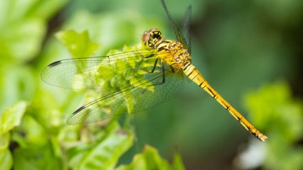 The Spiritual Significance of Seeing a Dragonfly