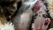 Cute Baby Cats Enjoying Together | Adorable Kittens Playing | Viral Cats Compilation