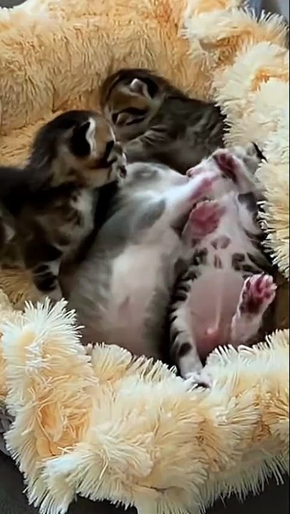 Cute Baby Cats Enjoying Together | Adorable Kittens Playing | Viral Cats Compilation