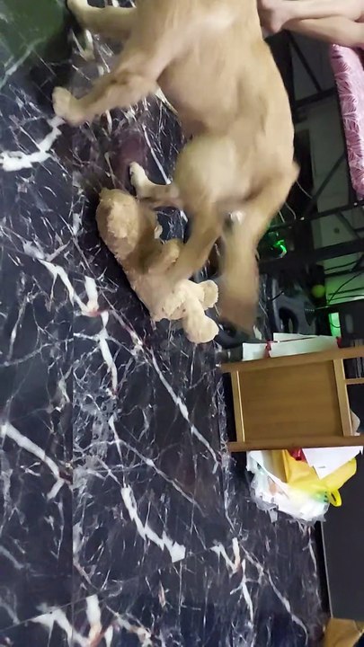 Animal Instinct