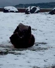 Bear Playfully Rolls in Snow While Enjoying Wooden Log