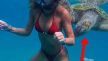 Woman has challenging moment with a turtle while snorkeling