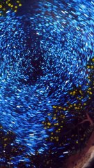 Meloni - Oggi all’inaugurazione della Funivia delle Mele del Consorzio Melinda (18.11.25)