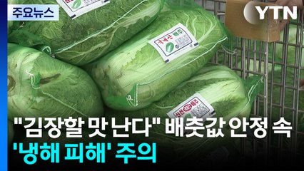 "김장할 맛 난다"...배춧값 안정 속 '냉해 피해' 주의 / YTN