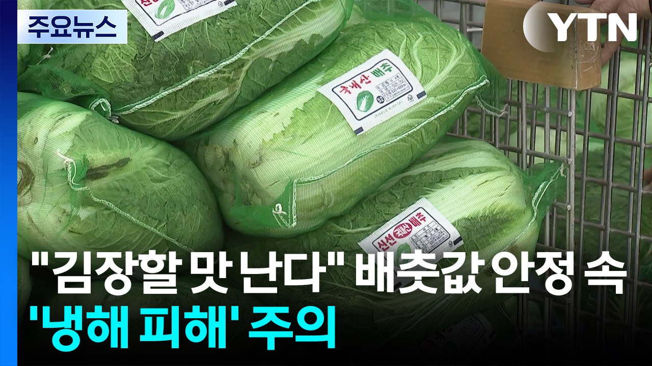 "김장할 맛 난다"...배춧값 안정 속 '냉해 피해' 주의 / YTN
