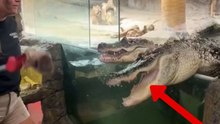 Video captures the powerful bite of crocodiles during feeding time