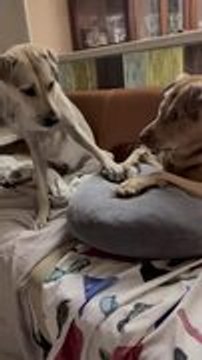 Dog Hilariously Snatches Toy From Her Brother and Plays With It