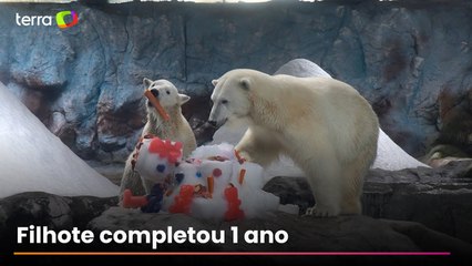 Nur, primeira ursa polar nascida na América Latina, comemora aniversário com bolo no Aquário de SP
