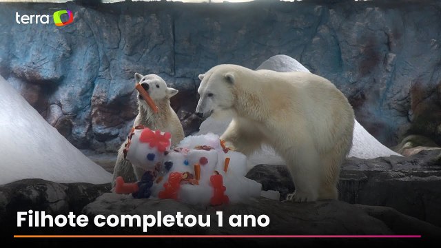 Nur, primeira ursa polar nascida na América Latina, comemora aniversário com bolo no Aquário de SP