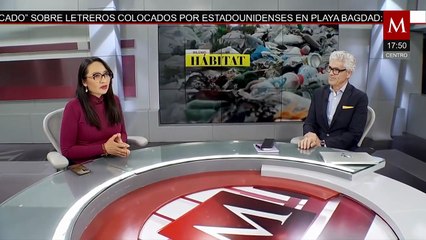 Mariposas monarca llegan retrasadas a sus santuarios de hibernación | Milenio Hábitat