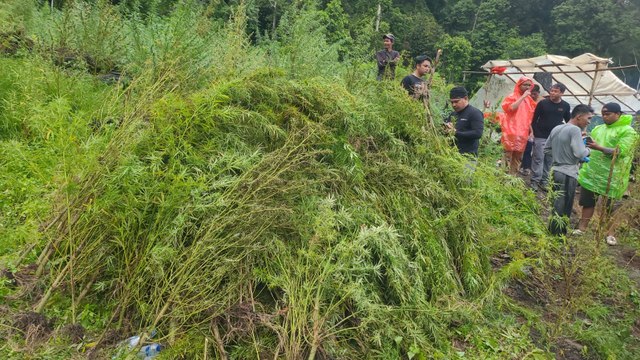 Wow! 51,75 Hektare Ladang Ganja Ditemukan di Gayo Lues Aceh