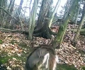 Antlers are bony structures grown and shed each year