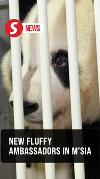 Giant pandas Chen Xing and Xiao Yue arrive in Malaysia