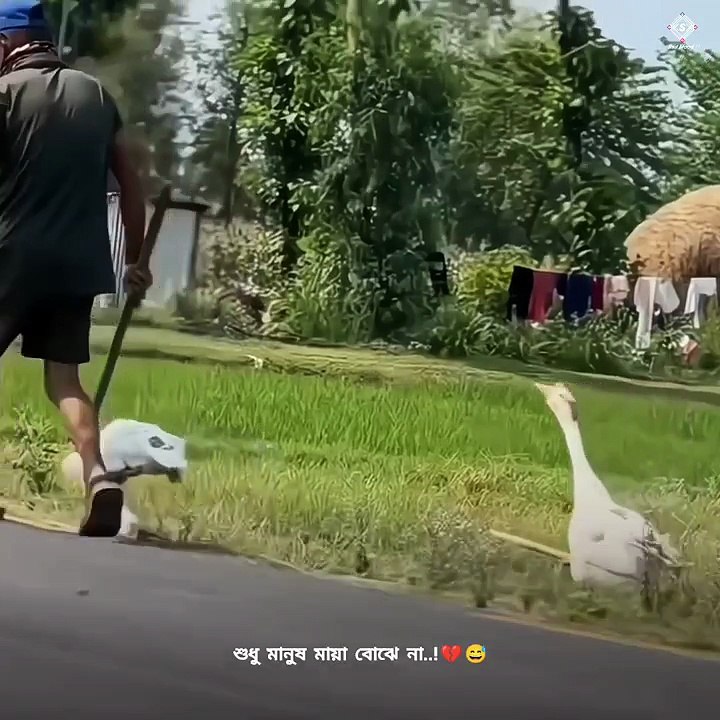 শুধু মানুষ মায়া বুঝে না