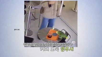 '주인 잃고 날아와'...커피 도둑, 범인은 '앵무새' [앵커리포트] / YTN